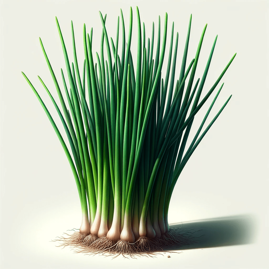 Chives